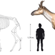 Decennatherium rex size comparison with a human. Credit: Ríos et al (2017)